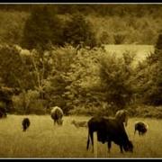 L_d34b0057fbb246f8a556d086197ebbe4_card