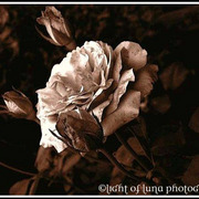 4_card