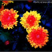 27_card