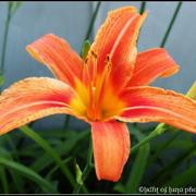 L_29ef532713b24973b85d58f611c9545a_card