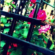 L_251fe3e693f3422e81b5c3236589cec3_card