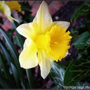 L_4035eabbb2994c56908bbc1492e4e09b_card
