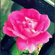 L_1797711d231f4d209c5a4b6bc8c0c6f5_card