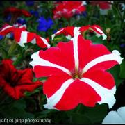 L_c93195f066a84705846d7e0731e5d199_card