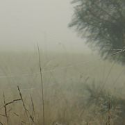 Jesie__16_card
