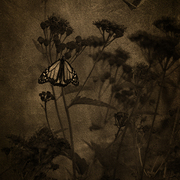 September_still_card