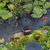 Dsc_0031_tiny_square