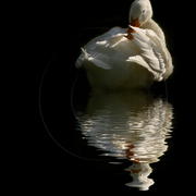 Img_4220_card