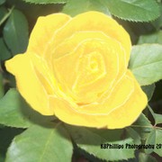 Redone_rose_card