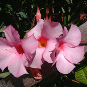 3sisters_card