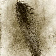 The_grass_head_card