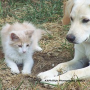 Sam_and_simba_signed_card