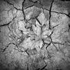 Leaf_bw_thumb