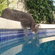 Cat_and_water_jp2010_card