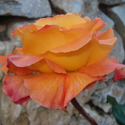 Rosa_en_fussion