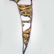 Can_tsay40yellowstick_card