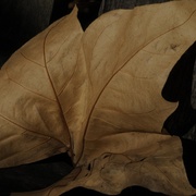 Leaf_card