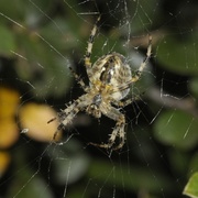 Spider4_card