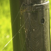 Spider2_card