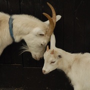 Goats_card