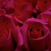 Roses_card