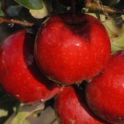 Apples_card
