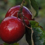 Two_apples_card