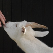 Goat1_card