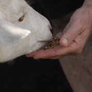 Goat_2_card