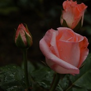 3_roses_card