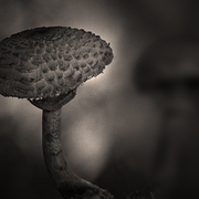 Inedible___agaricales_card