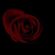 Dark_rose_card
