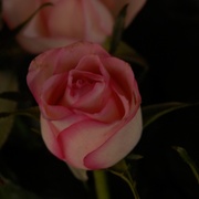 La_rosa_card