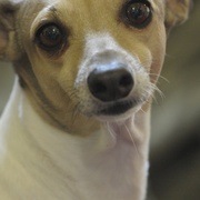 Italian_greyhound_card