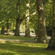 Trees__battersea_card