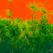 Spritz_card