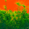 Spritz_thumb