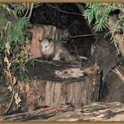 Img_6768_eyes_changed__gold_border_2_card