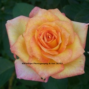 Cropped_rose_orange_card