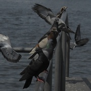 Pigeons__card