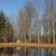 Early_winter_card
