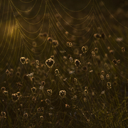 Autumn_gloaming_card