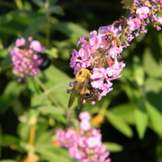 Beeandbutterflybush1_card