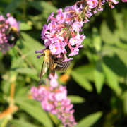 Beeandbutterflybush2_card
