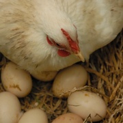 Awaiting_six_baby_chicks_card