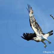 Flying_osprey_close_up_card