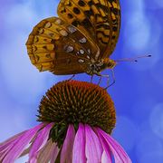 Summer_snack_card