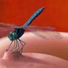 Libelle_thumb