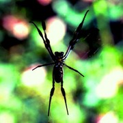 Spider_in_web_card