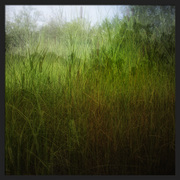 Chlorophyll-factory_card